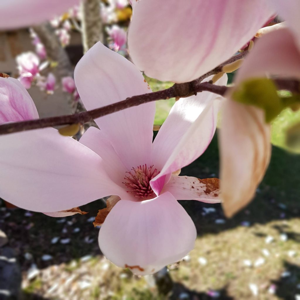 magnolia week-end bien-être