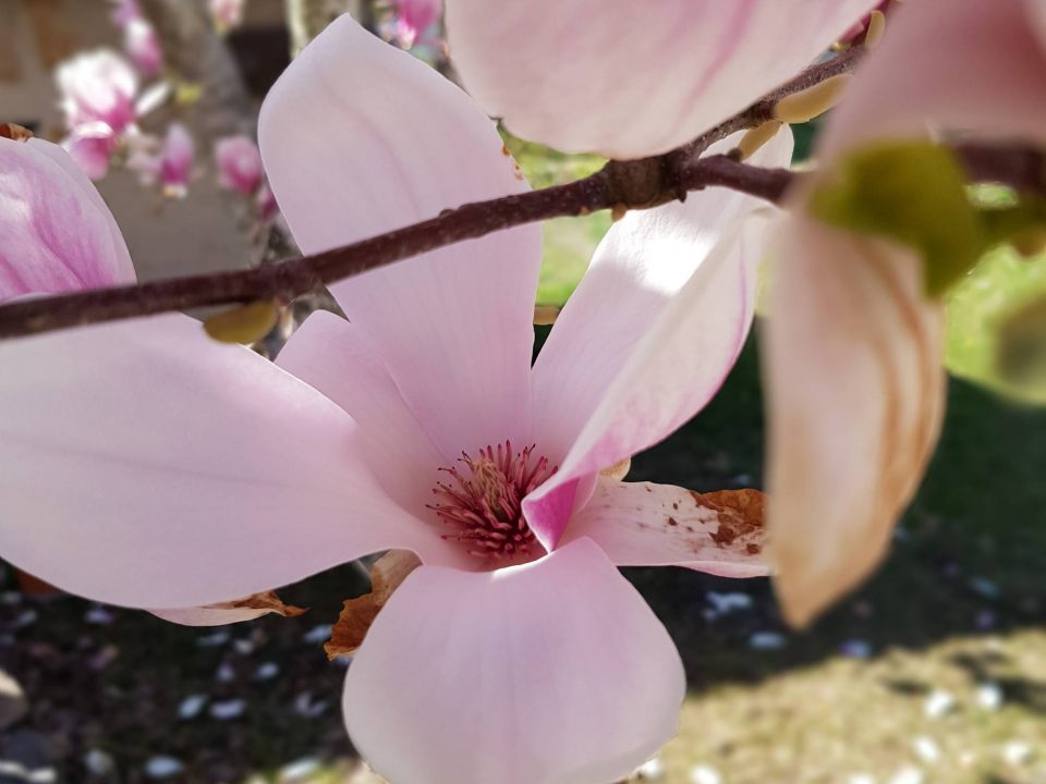 magnolia week-end bien-être